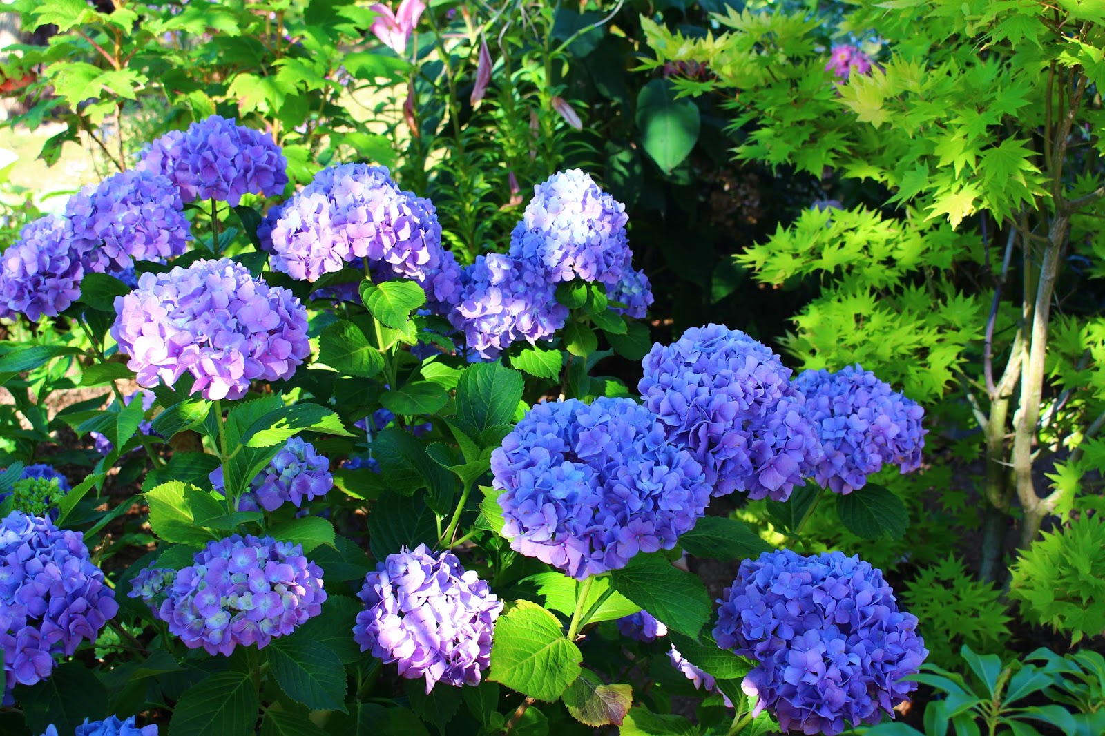 Des Hydrangees Vigoureux