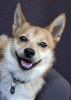 Shiba Inu Chihuahua Mix Temperament, Size, Lifespan, Adoption, Price