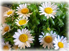 Leucanthemum Vulgare