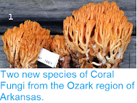 http://sciencythoughts.blogspot.co.uk/2014/11/two-new-species-of-coral-fungi-from.html