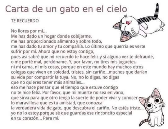 Carta de un gato desde el cielo