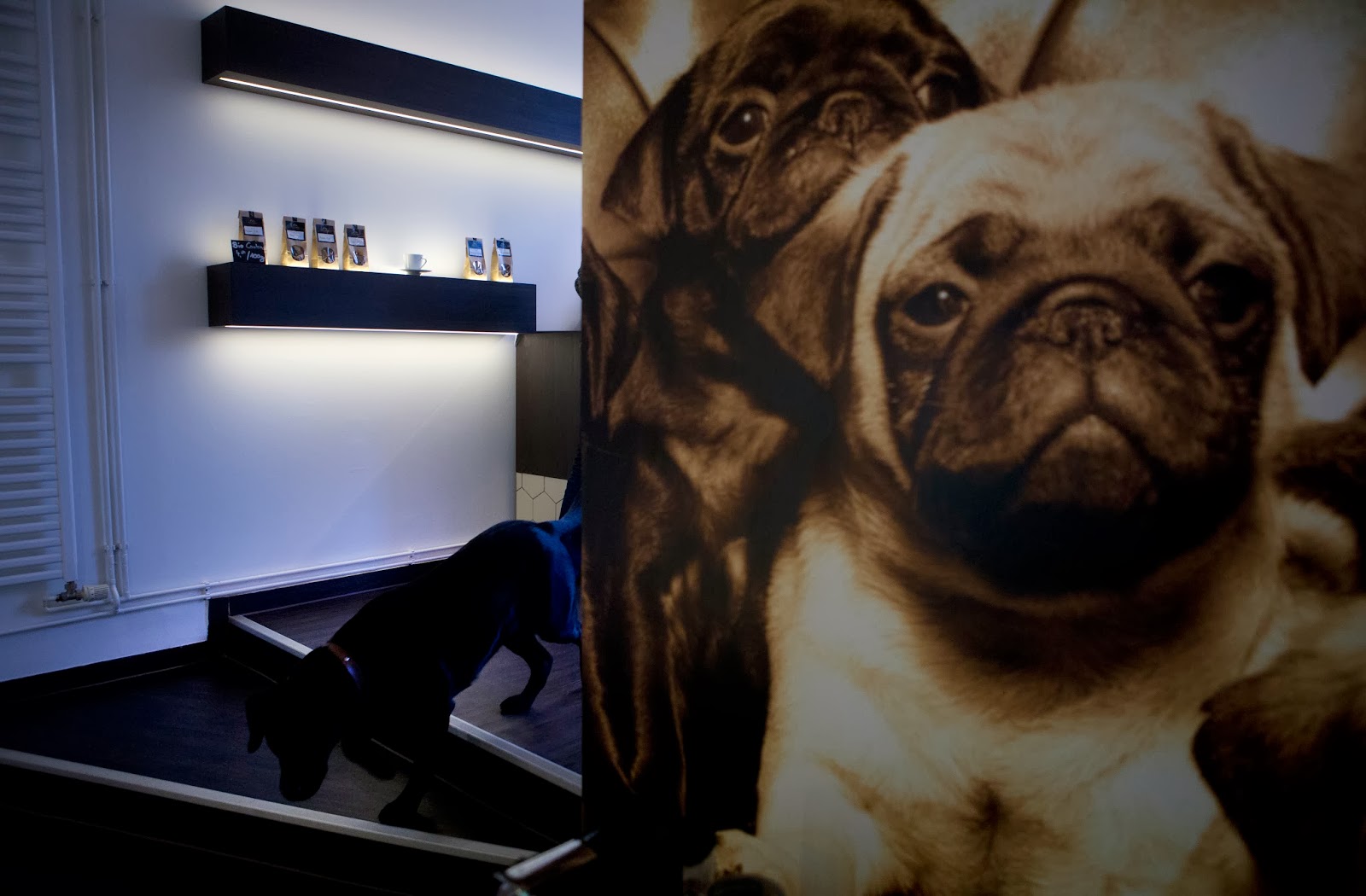 Eat Or Take Away Pets Deli Food Shop For Dogs And Cats Images Archival Store