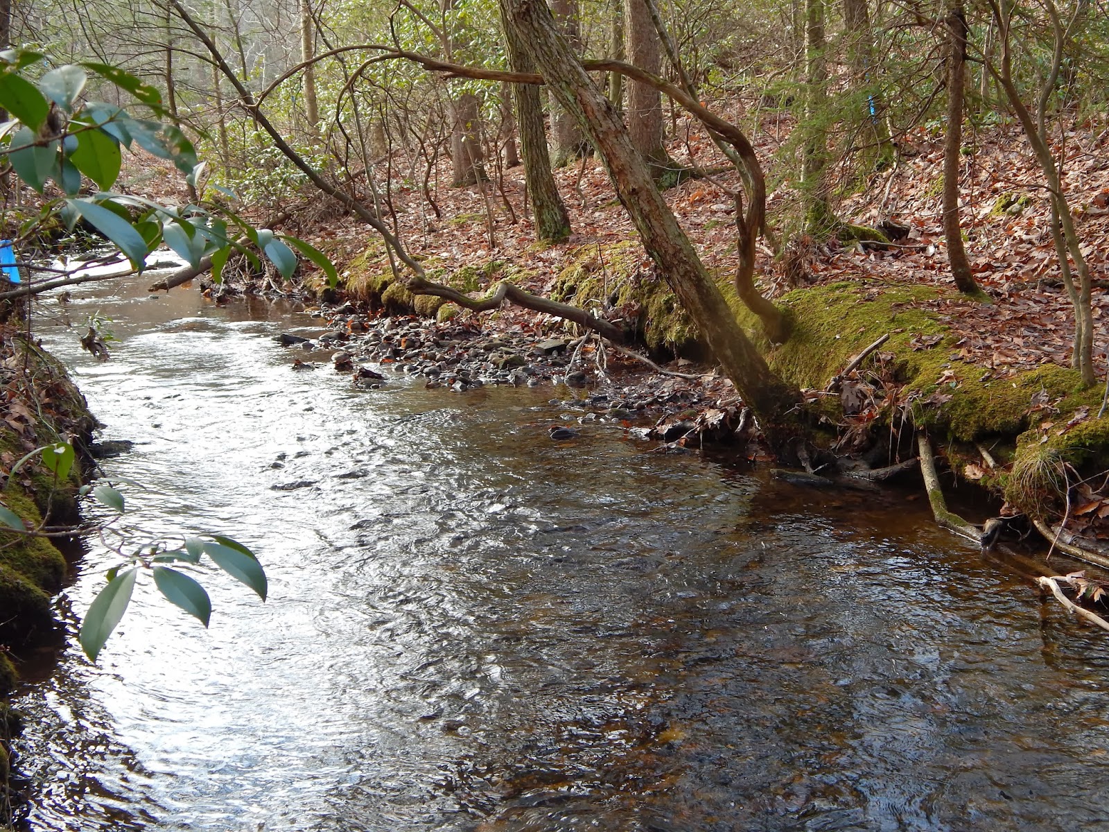 Small Stream Reflections: A small stream, brook trout, and dry flies.