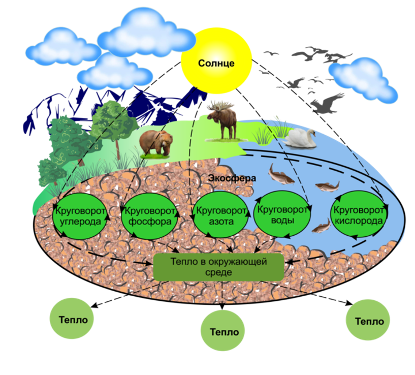 Экологический состав воды. Биосфера - это область существования живого вещества. Биосфера круговорот биогенных элементов в природе. Общая схема биогеохимического цикла. Схема биологического круговорота почвы.