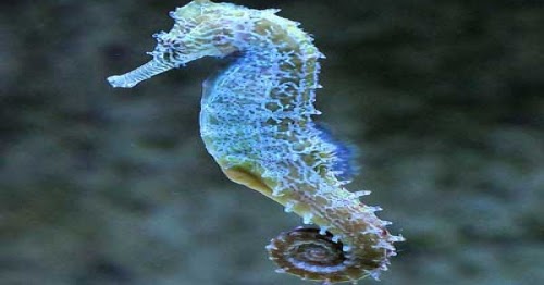 Rüyada Denizatı Görmek - Rüya Tabirleri ve Yorumları