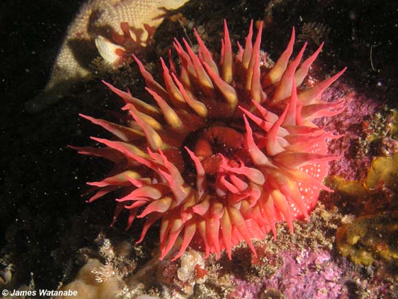 Pengertian Ciri dan Klasifikasi Coelenterata Cnidaria  