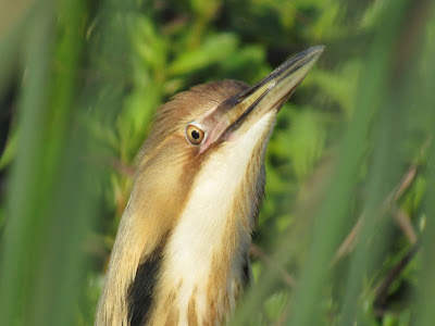 Sacramento National Wildlife Refuge