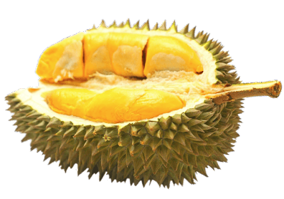Durian png (Transparent Background)