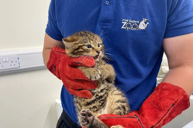 Scottish wildcat kitten at his first medical