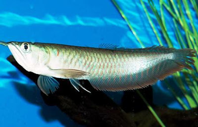 Ikan hias Arwana Platinum Ikan hias Arwana Platinum