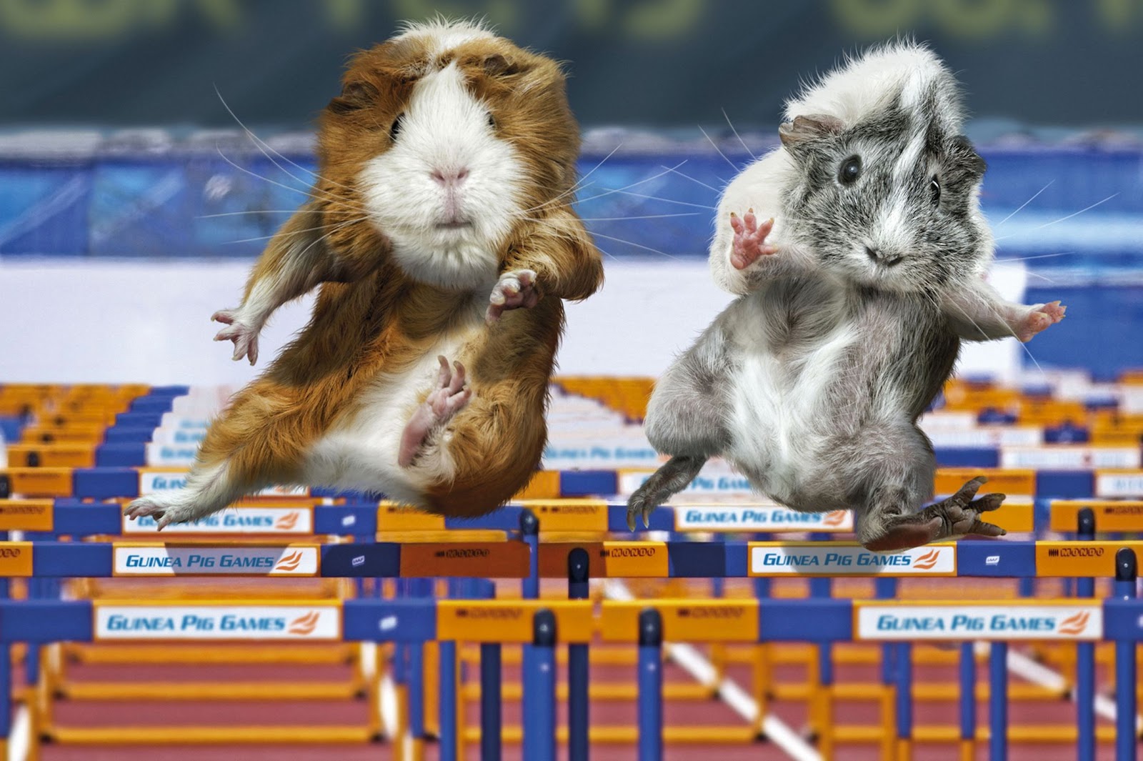 Guinea Pigs In The Olympic Games Picaccelerator