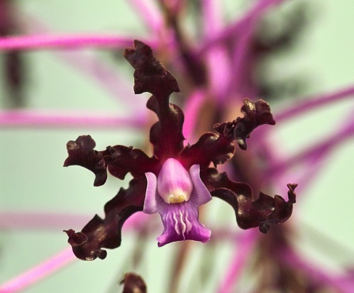 1000 Natural Wonders: 10 Most Interesting Looking Orchids