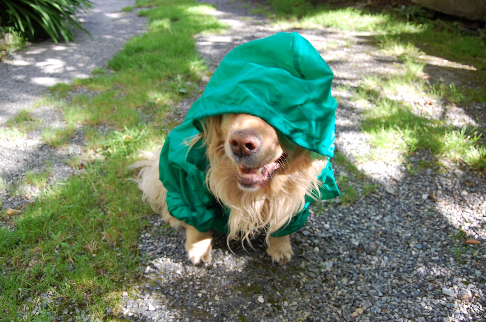 Comment Faire Un Chien En Papier