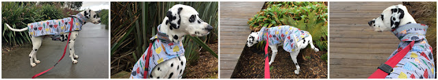 DIY Waterproof Dog Raincoat Dalmatian dog wearing a raincoat walking on a leash