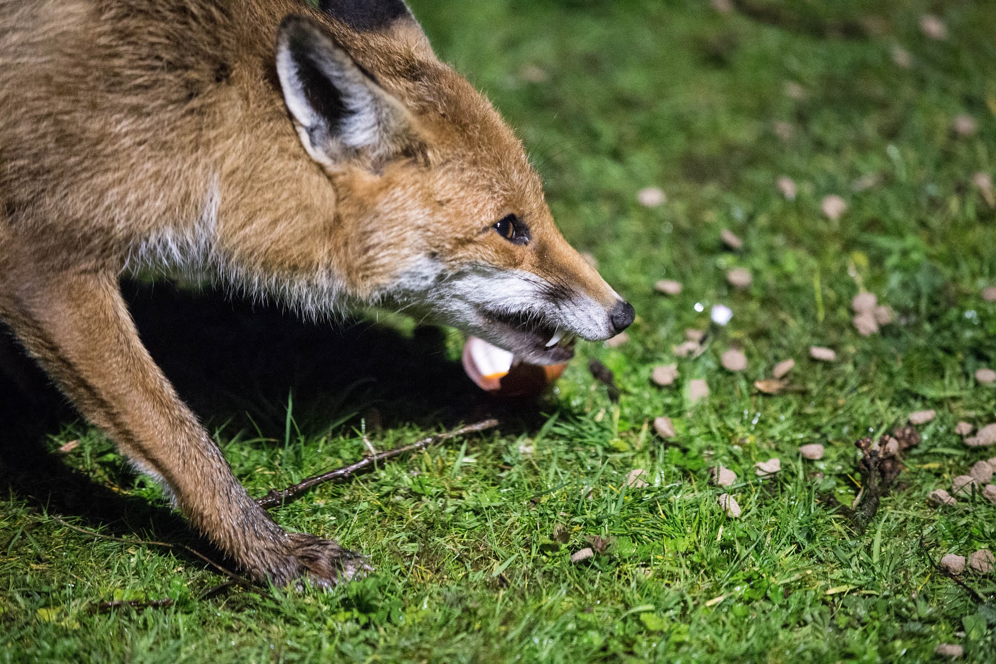 TrogTrogBlog Foxes and eggs