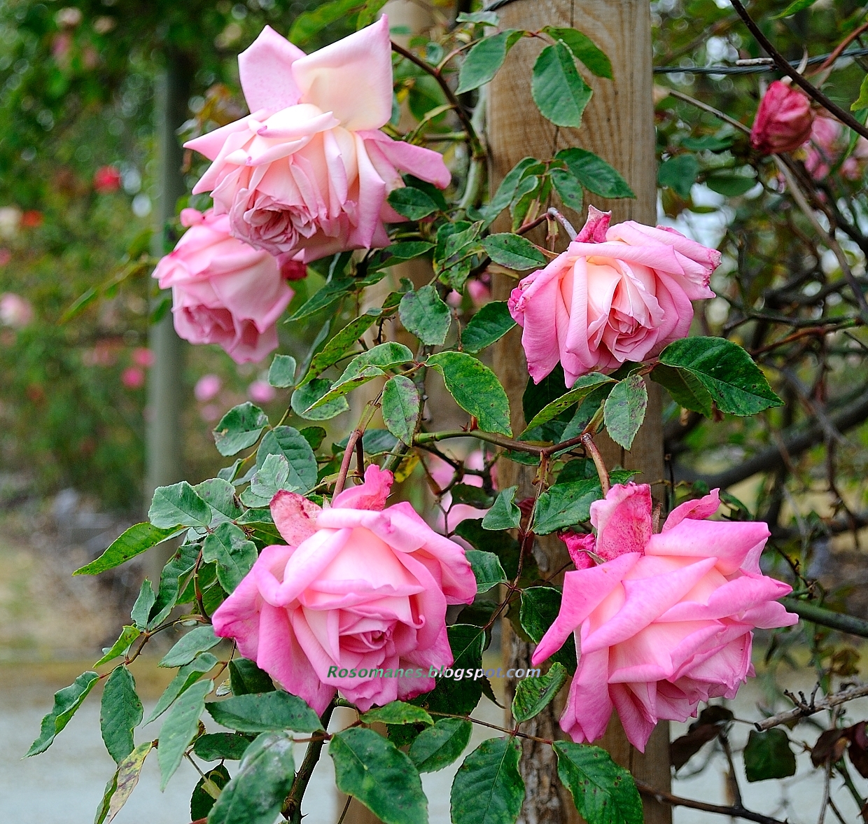 Scarve «Tea Roses»