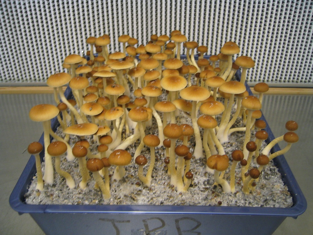 mushrooms magic pink buffalo thai mushroom california cubensis psychedelic decriminalized early