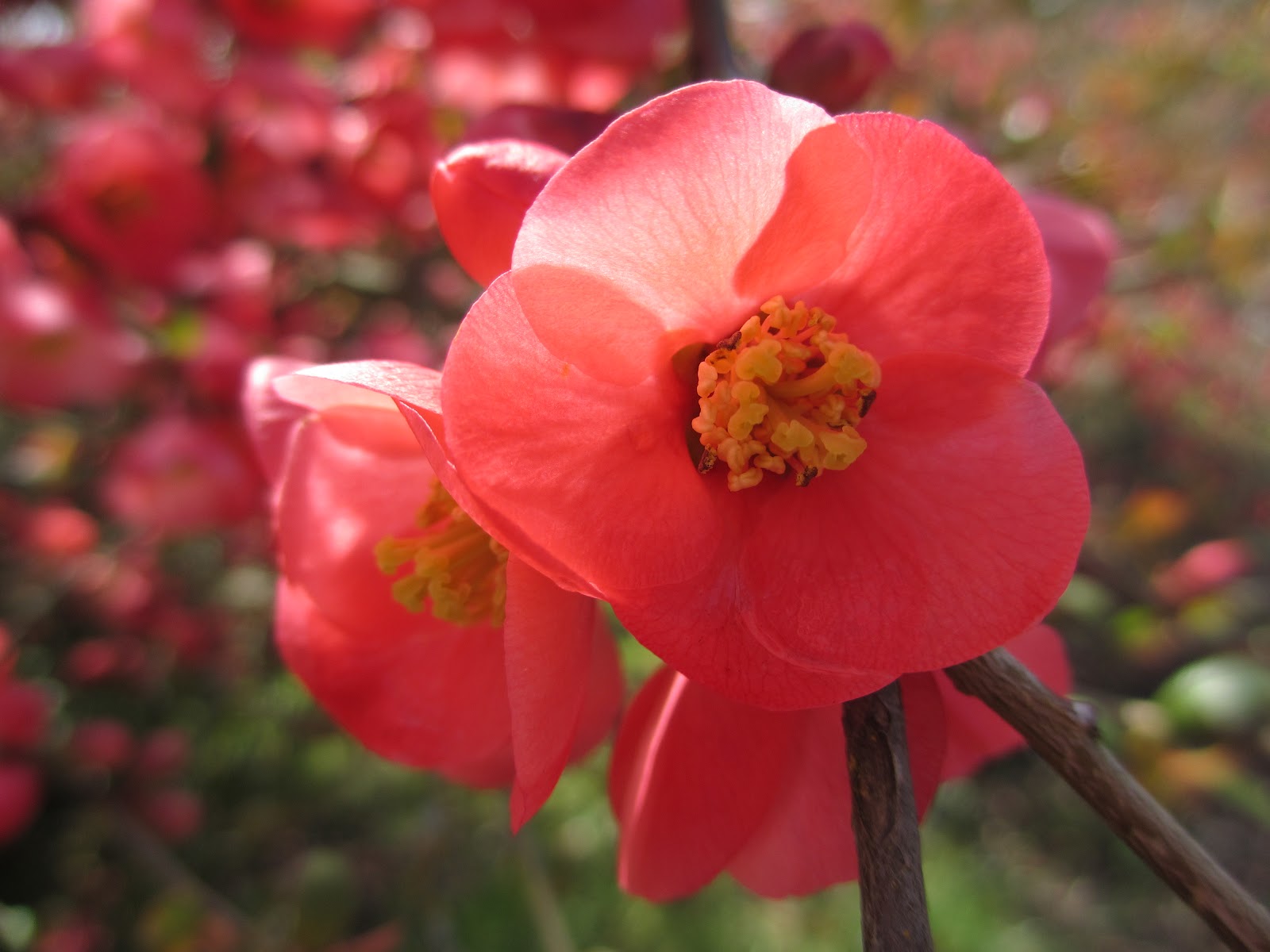 The Well-Watered Garden: Flowering Quince