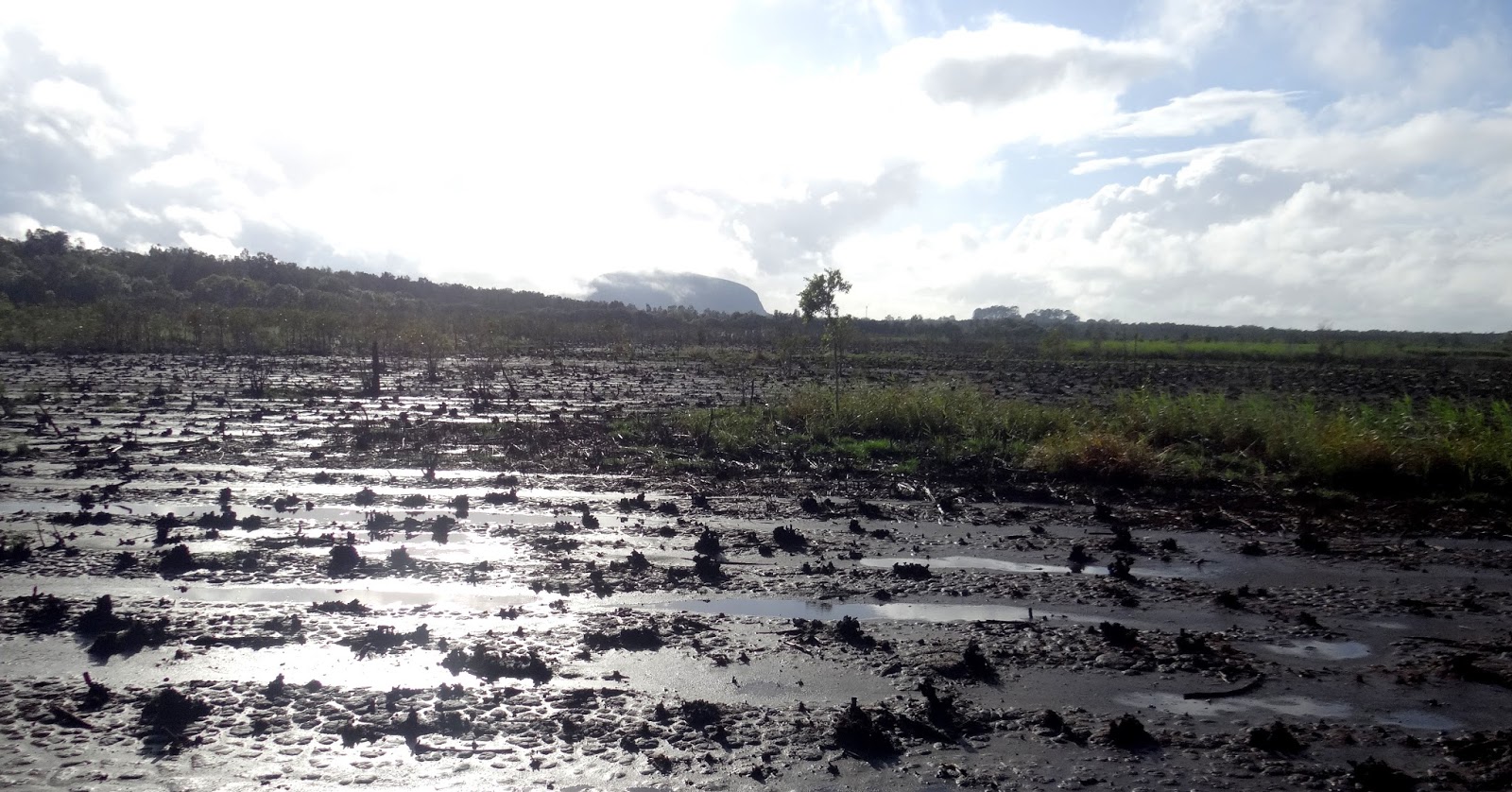 sunshinecoastbirds Yandina Creek Wetland Update