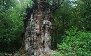 Ốc Cửu đảo - cây Jomon Sugi đã sống hơn 7.200 năm tuổi