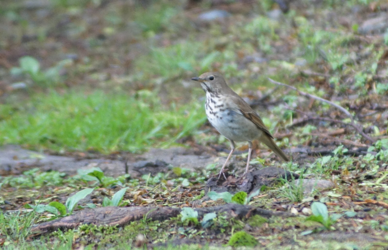 Things with Wings Mount Auburn Cemetery Birds