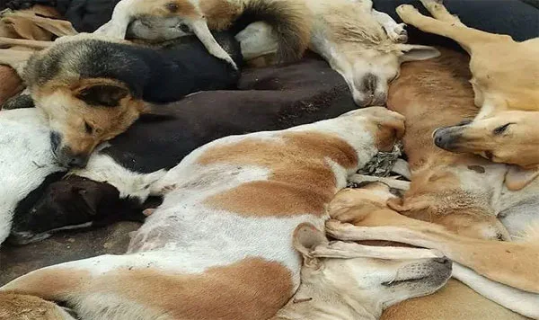 90 Dogs Found Dead With Muzzles, Legs Tied In Maharashtra, Dog, Local-News, News, Police, Case, National, Report, Crime, Criminal Case