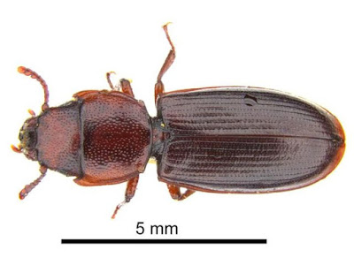 Carcoma mayor de los granos Tenebrioides mauritanicus L. (Coleoptera:Trogositidae).