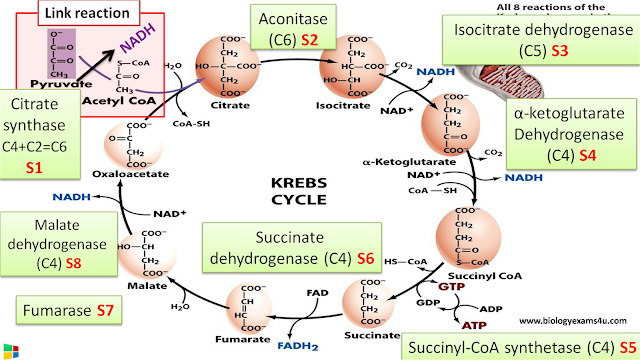 8 Steps of Citric acid Cycle (Krebs cycle) and Enzymes involved in each Step