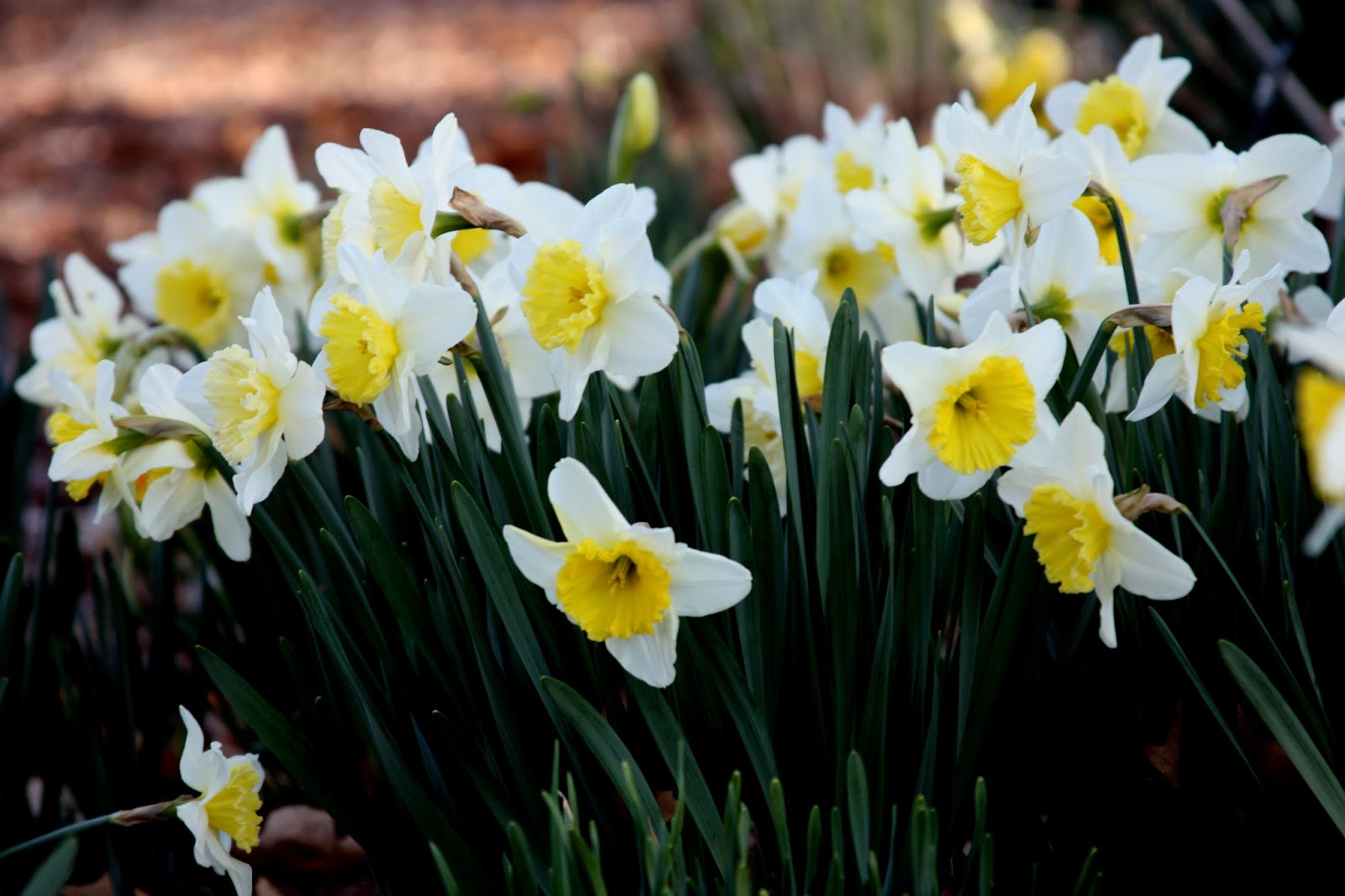 Daffodils in Many Shapes and Colors