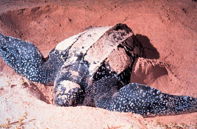 Tartaruga de couro, a maior tartaruga do mundo