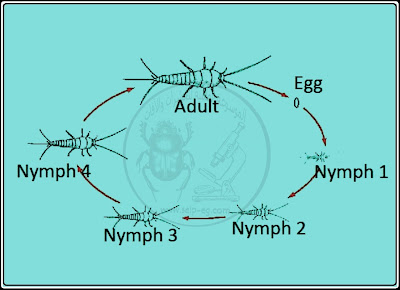 دورة حياة حشرة السمك الفضي Silverfish الوصف المورفولوجي ودورة الحياة وطرق المكافحة