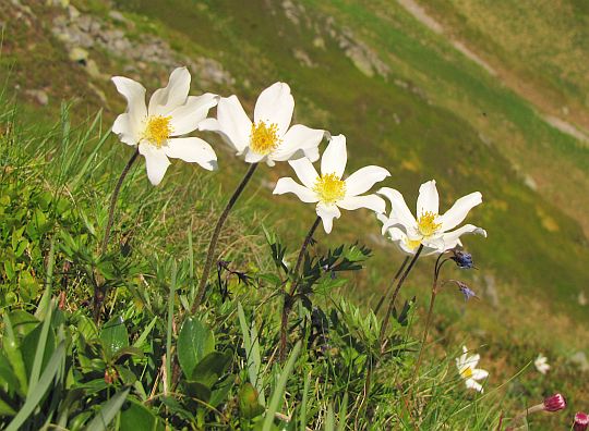 Sasanka alpejska (Anemone alpina L.).
