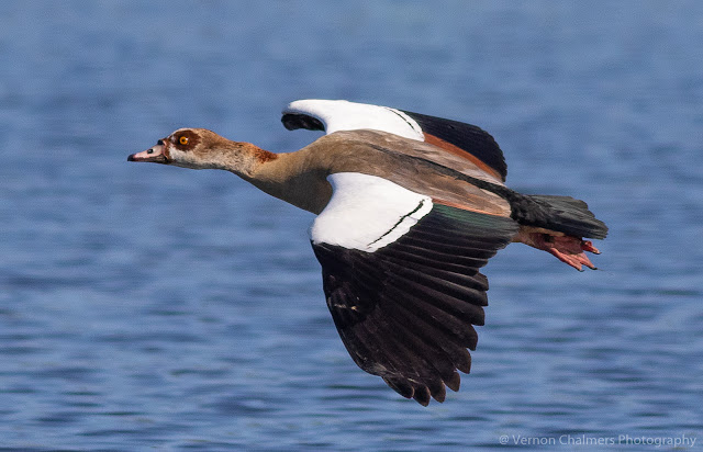 Egyptian Goose Diep River  Woodbridge Island Vernon Chalmers Photography