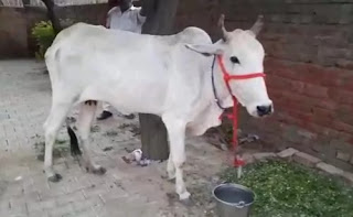 Allahabad High Court: To make cow protection a fundamental right