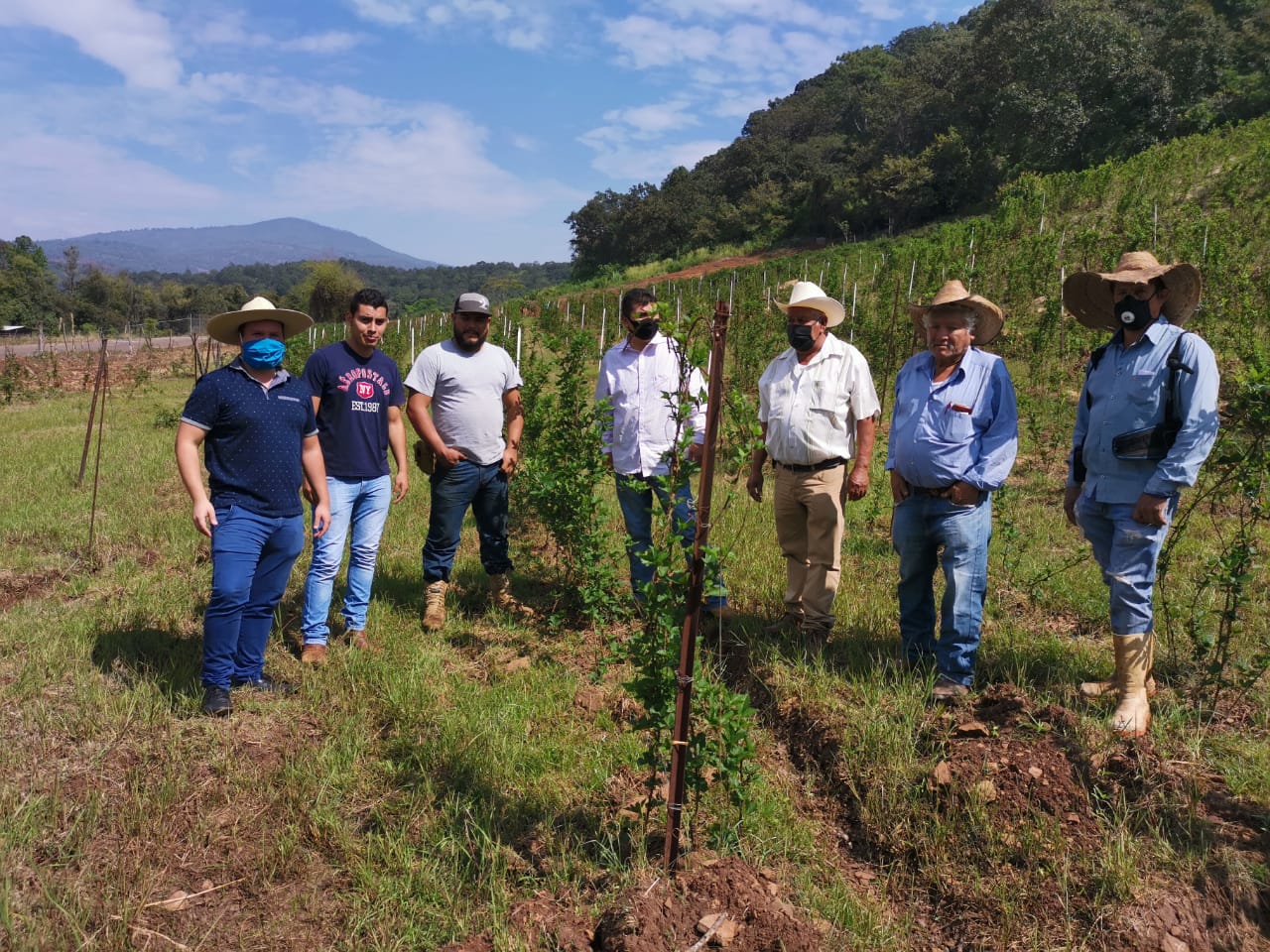 Productores de zarzamora, felices con resultados de Agricultura