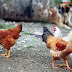Ξεκινά και στην Ήπειρο το πρόγραμμα διερεύνησης της γρίπης των πτηνών στα πουλερικά και τα άγρια πτηνά της Ελλάδας