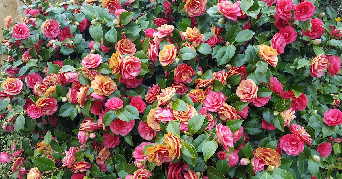 WHY ARE MY CAMELLIA FLOWERS TURNING BROWN? The Garden of Eaden