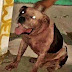Bandido é morto ao ser atacado por cão quando tentava roubar residência
