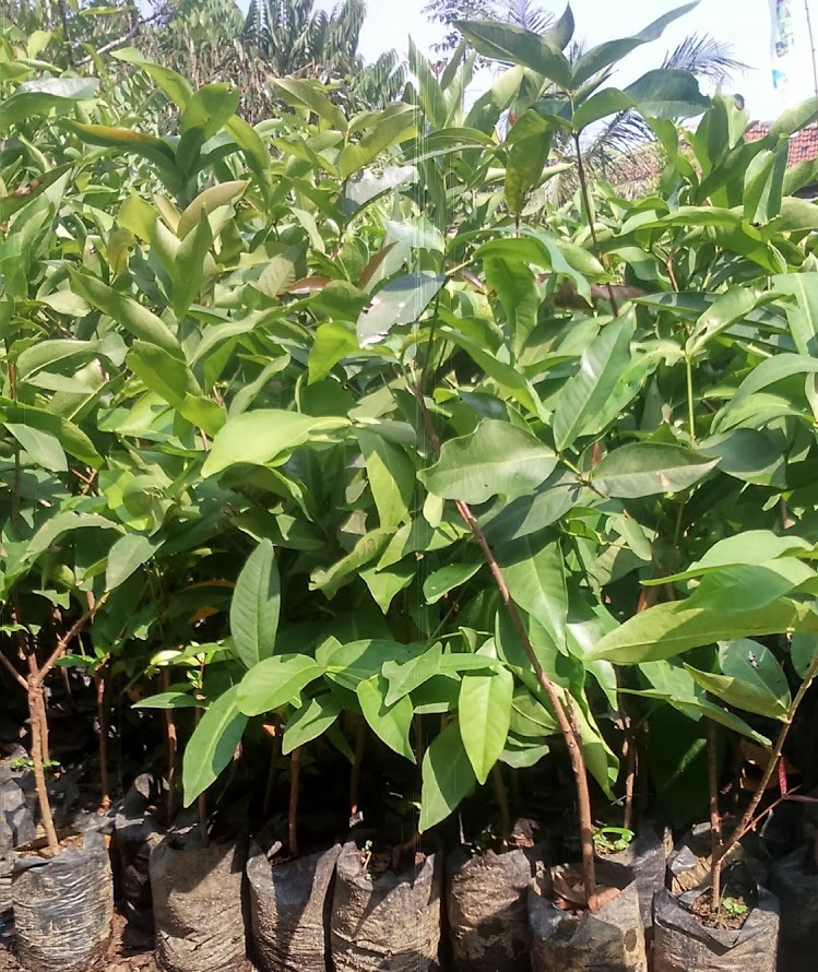 jambu air dalhari Gunung Alip