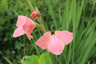 single pink drooping gladiolus flower with dew
