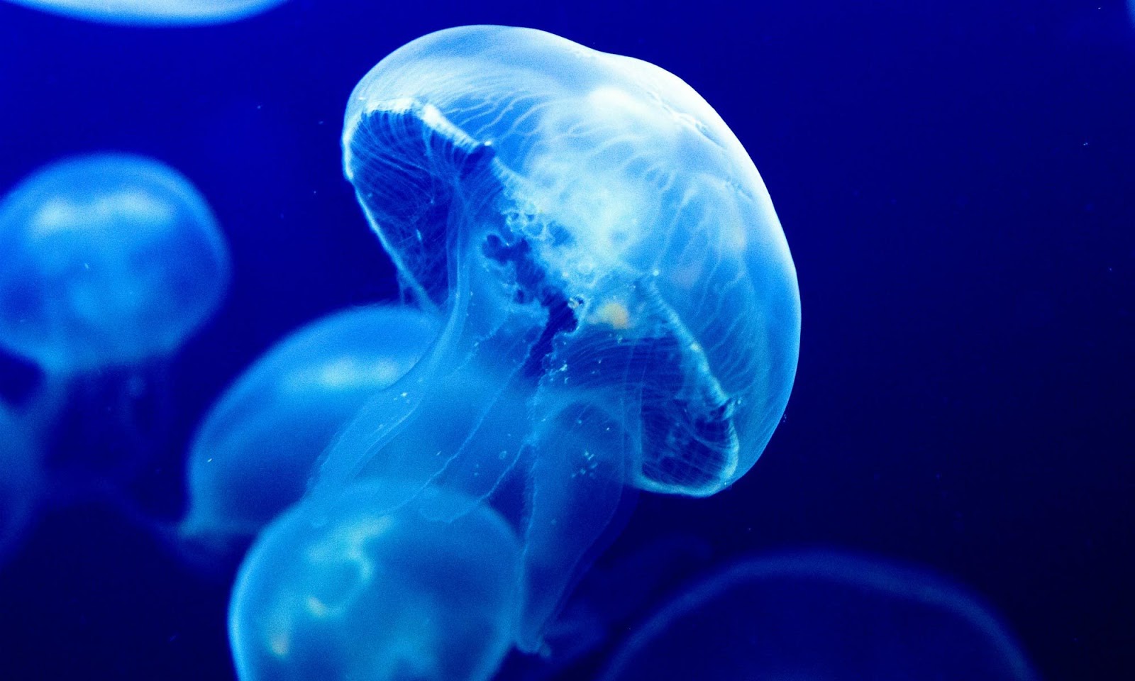 Jellyfish Characteristics, Species, Classification Anatomy and Habitat