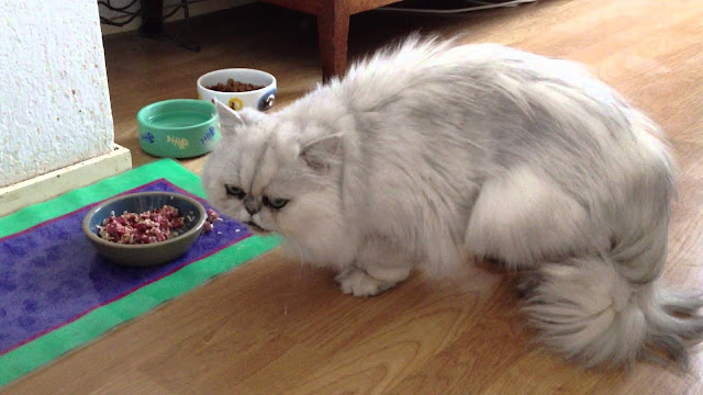 Makanan Kucing Persia Populer Merawat Bulu Sehat