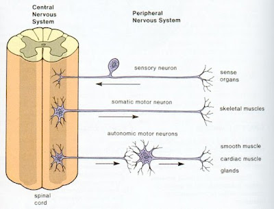 Frazer + Biology: 2.83 Central Nervous System