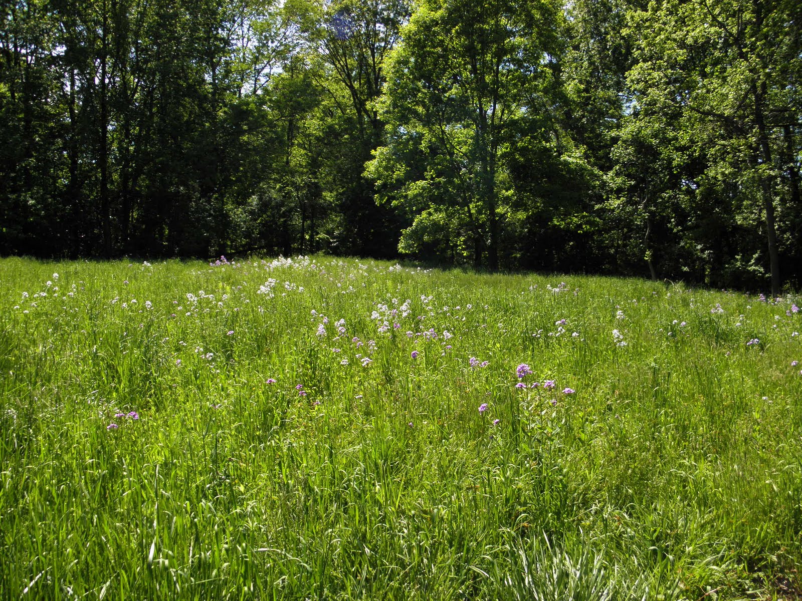 A Pennsylvania Meadow