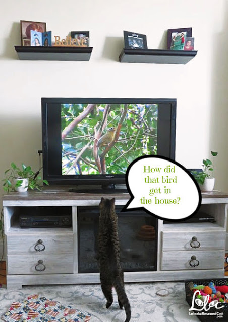 Tabby Cat Watching Bird TV