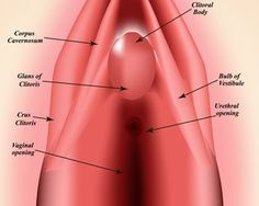 A Hymen Digrammatic representationin pink color which arrow and text indications