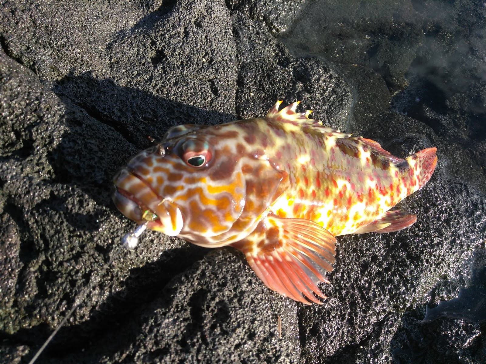 Shore Fishing Big Island Hawaii / Surf Fishing Big Island Hunting the