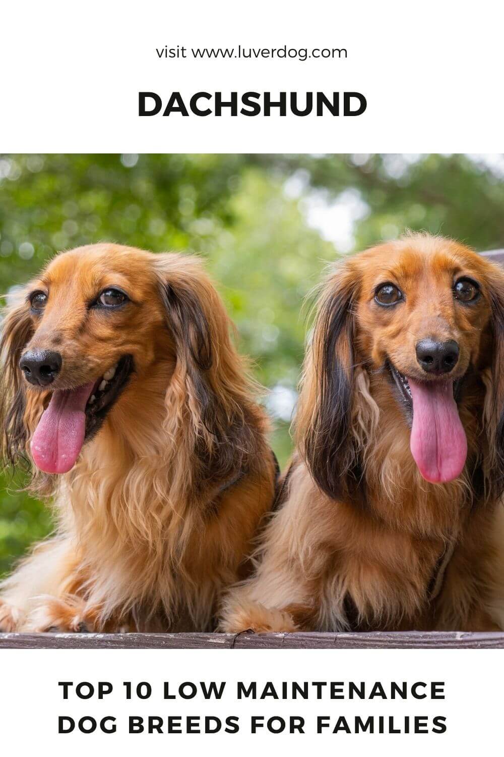 Top 10 Low Maintenance Dog Breeds For Families