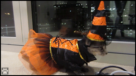 Funny Cat GIF • Cat wearing orange Halloween hat and costume. Cute kitty but she's confused Funny Cat GIF • Cat wearing orange Halloween hat and costume. Cute kitty but she's confused