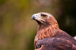 golden eagle prey birds flying aquila animals chrysaetos eagles animal nationalgeographic
